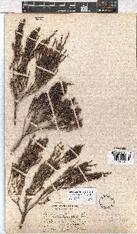 Erica terniflora image