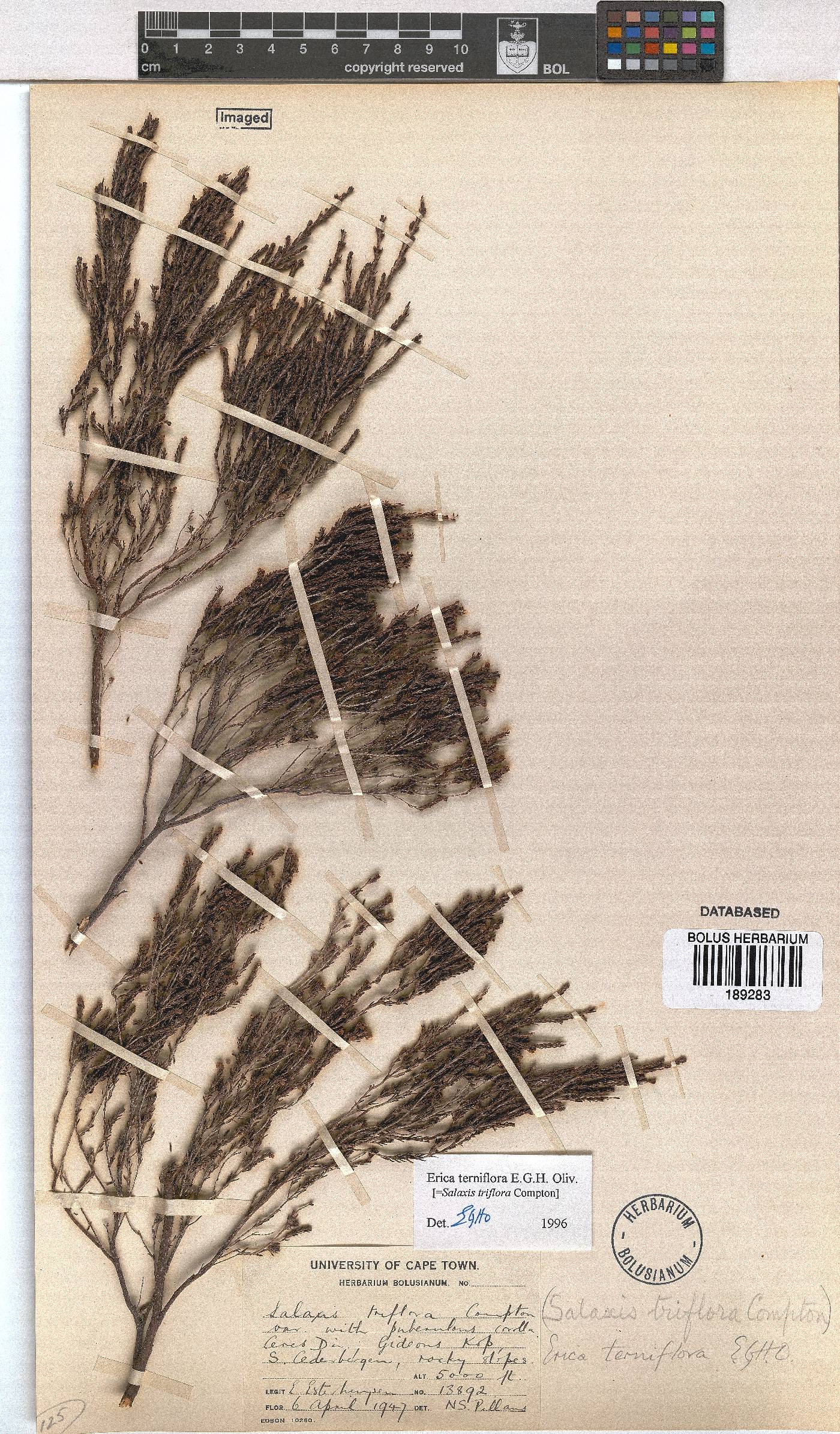 Erica terniflora image