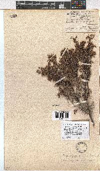 Erica rigidula image