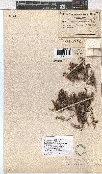 Erica rigidula image