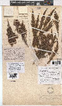 Erica rigidula image