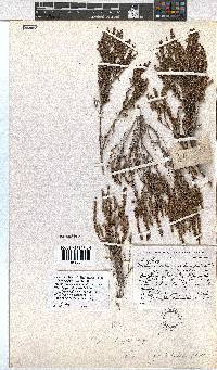 Erica rigidula image