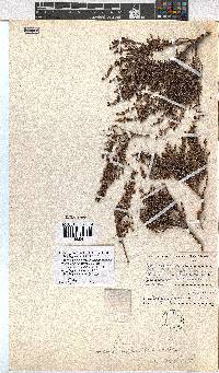 Erica rigidula image