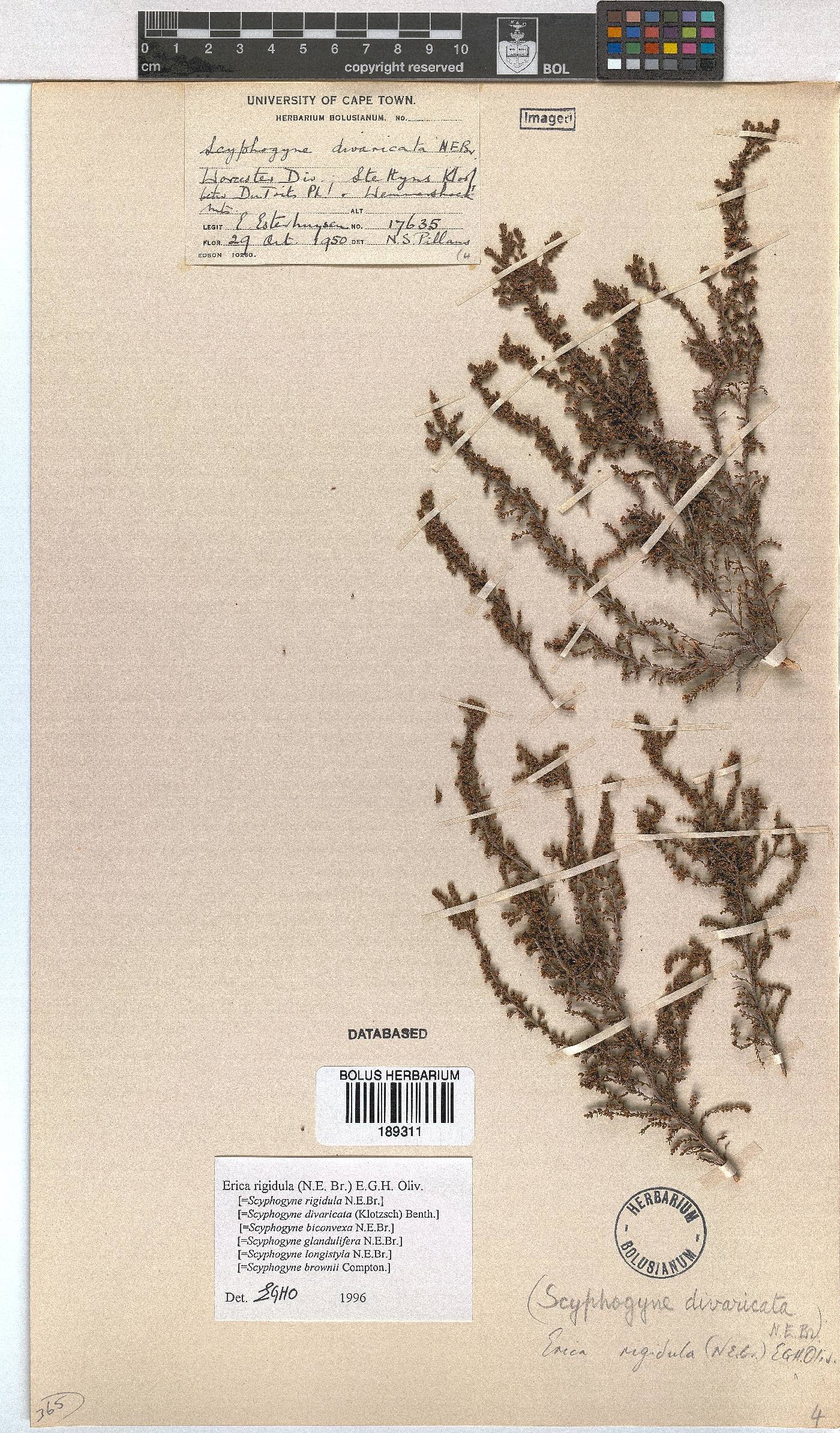 Erica rigidula image