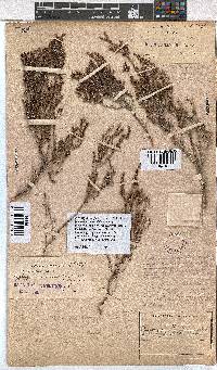 Erica rigidula image