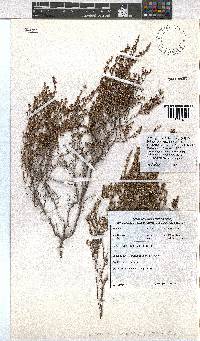 Erica rigidula image