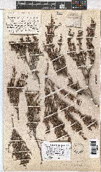 Erica rigidula image