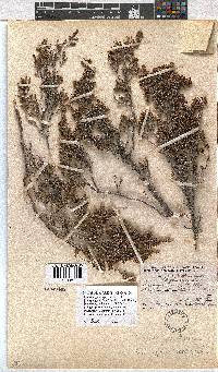 Erica rigidula image