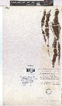 Erica rigidula image