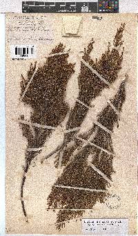 Erica artemisioides image