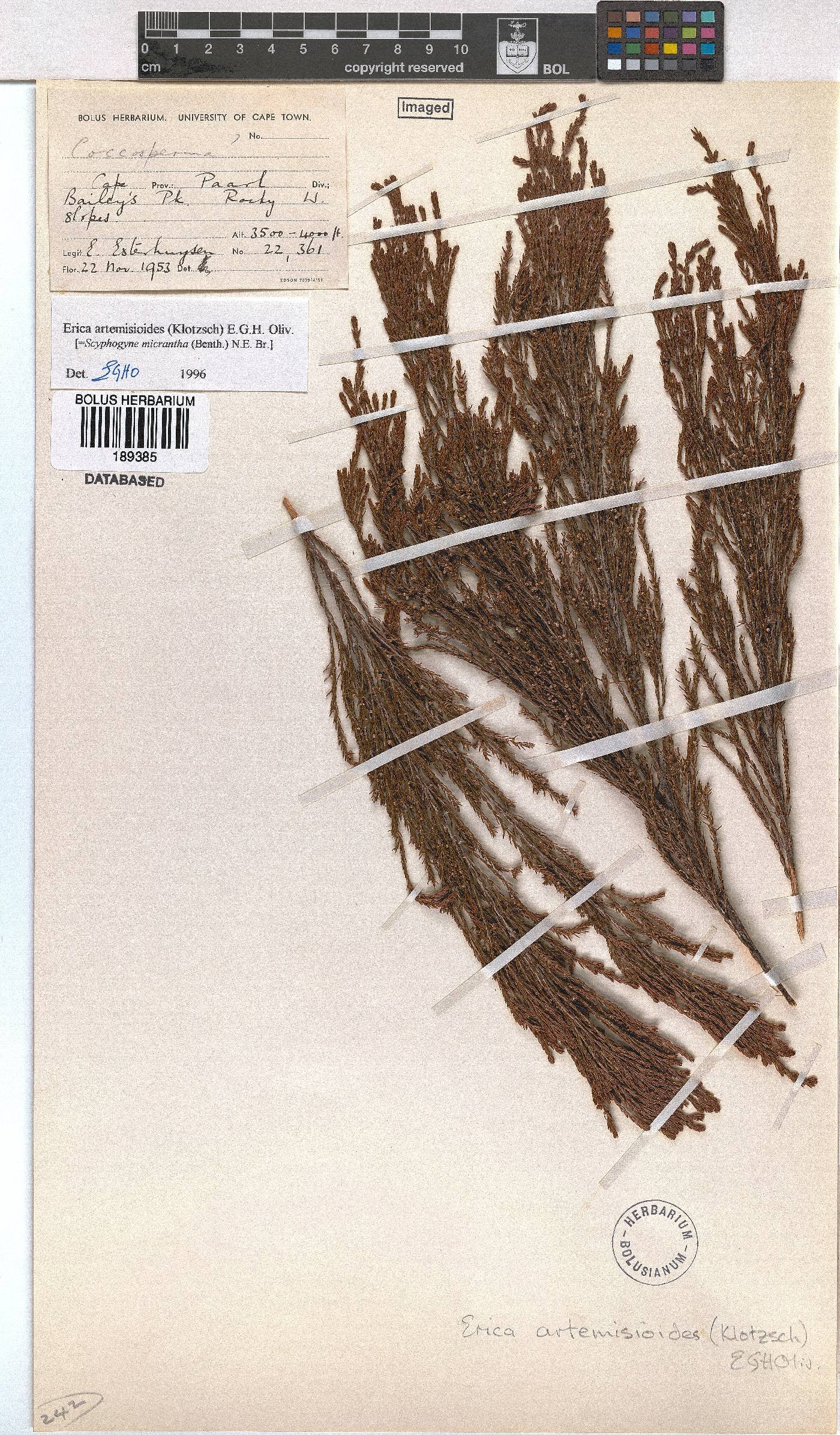 Erica artemisioides image