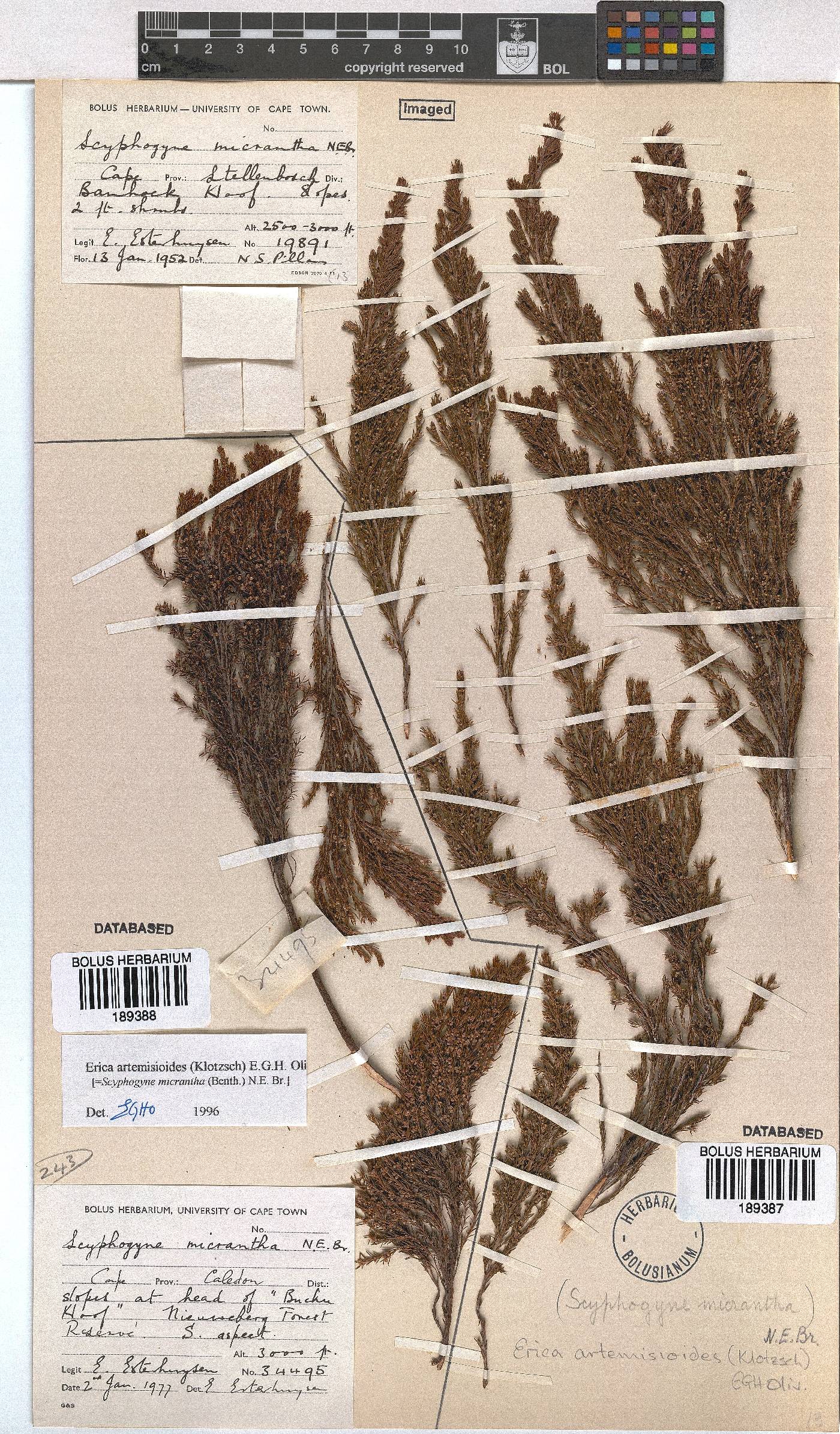 Erica artemisioides image