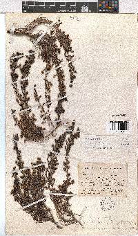 Erica benthamiana image