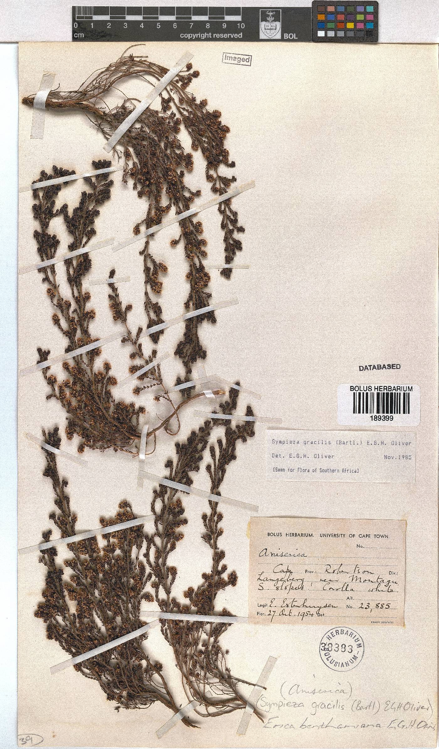 Erica benthamiana image