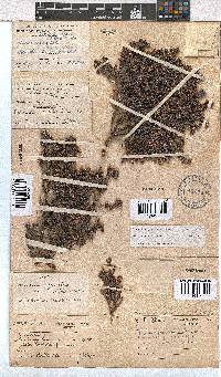 Erica benthamiana image