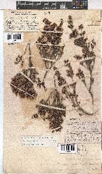 Erica benthamiana image