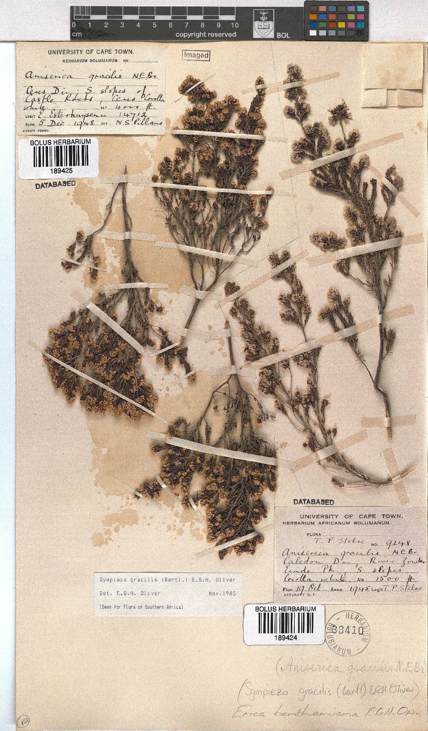 Erica benthamiana image