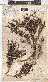 Erica benthamiana image