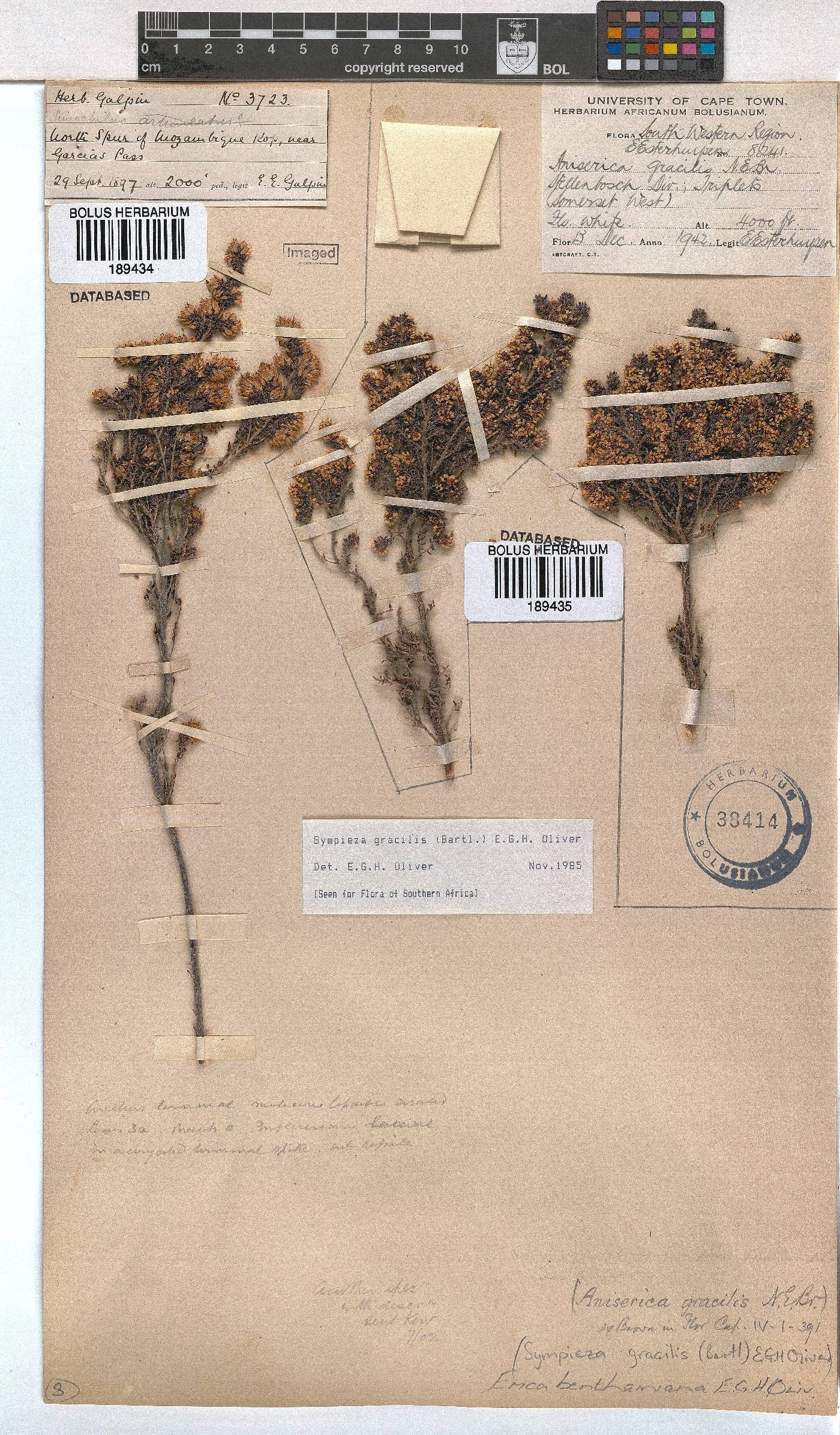 Erica benthamiana image