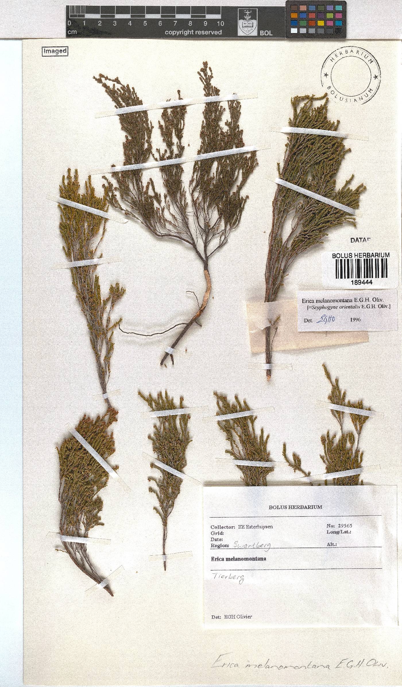 Erica melanomontana image