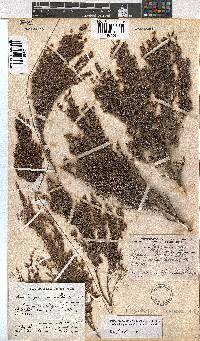 Erica urceolata image