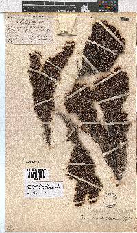 Erica urceolata image