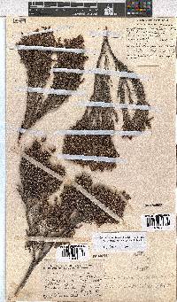 Erica urceolata image