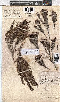 Erica urceolata image