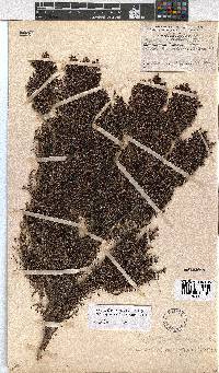 Erica urceolata image