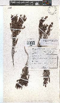 Erica urceolata image