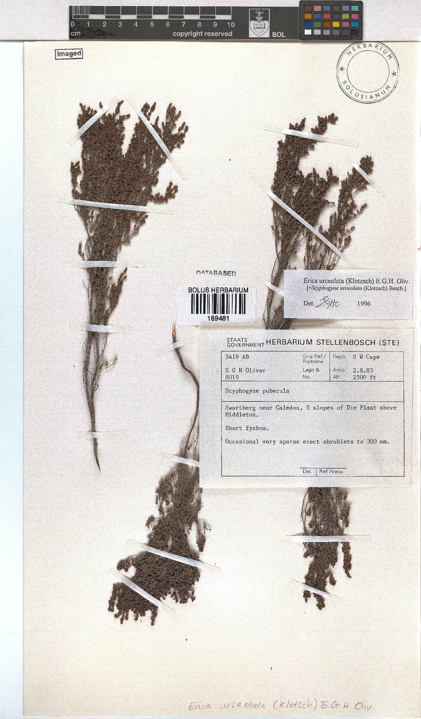 Erica urceolata image