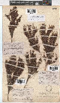 Erica urceolata image