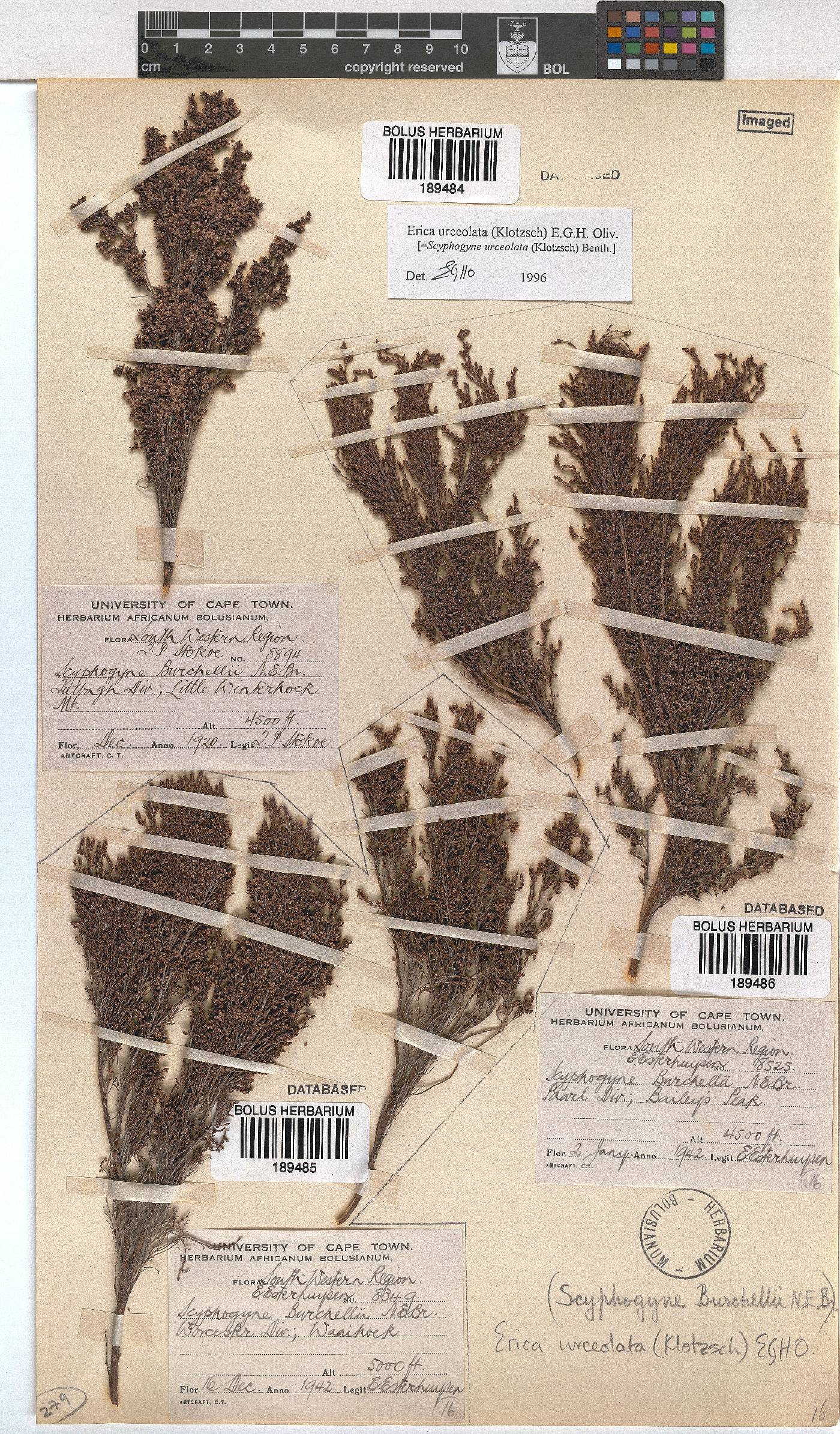 Erica urceolata image