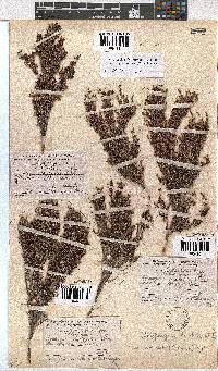 Erica urceolata image