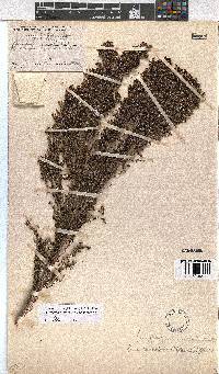 Erica urceolata image