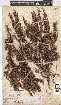 Erica urceolata image