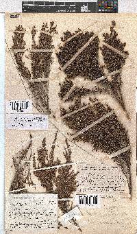 Erica urceolata image