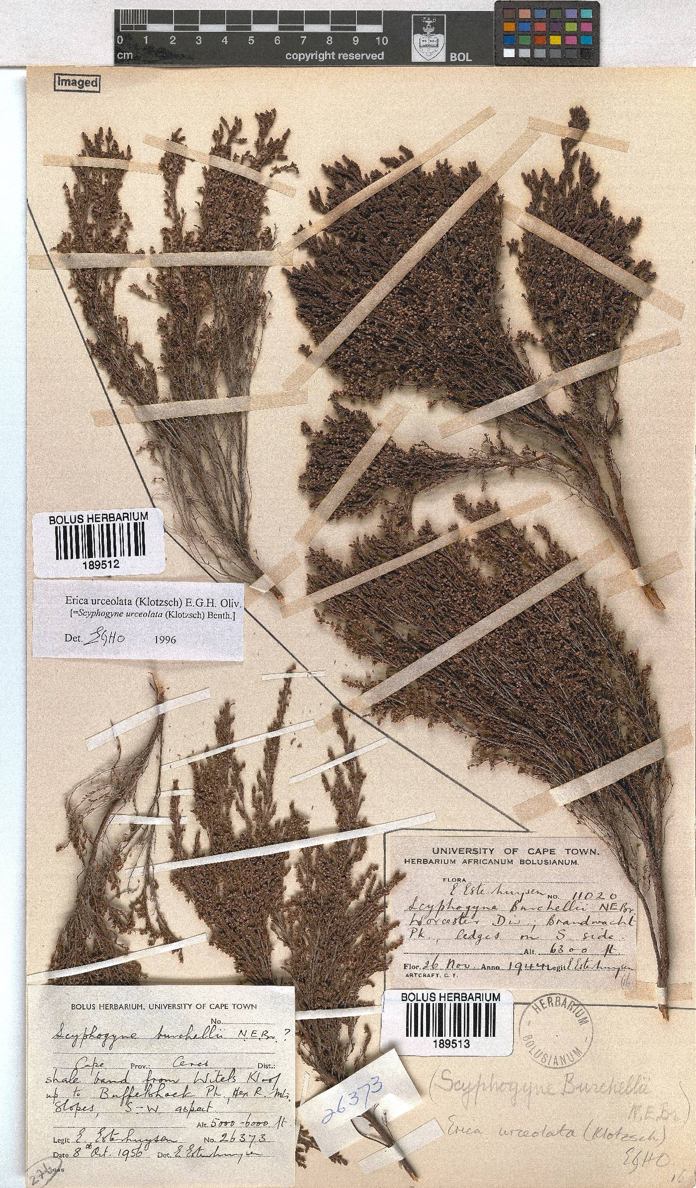 Erica urceolata image