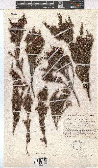 Erica sonderiana image