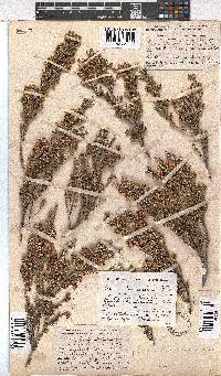 Erica sonderiana image