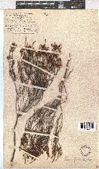 Erica guthriei image