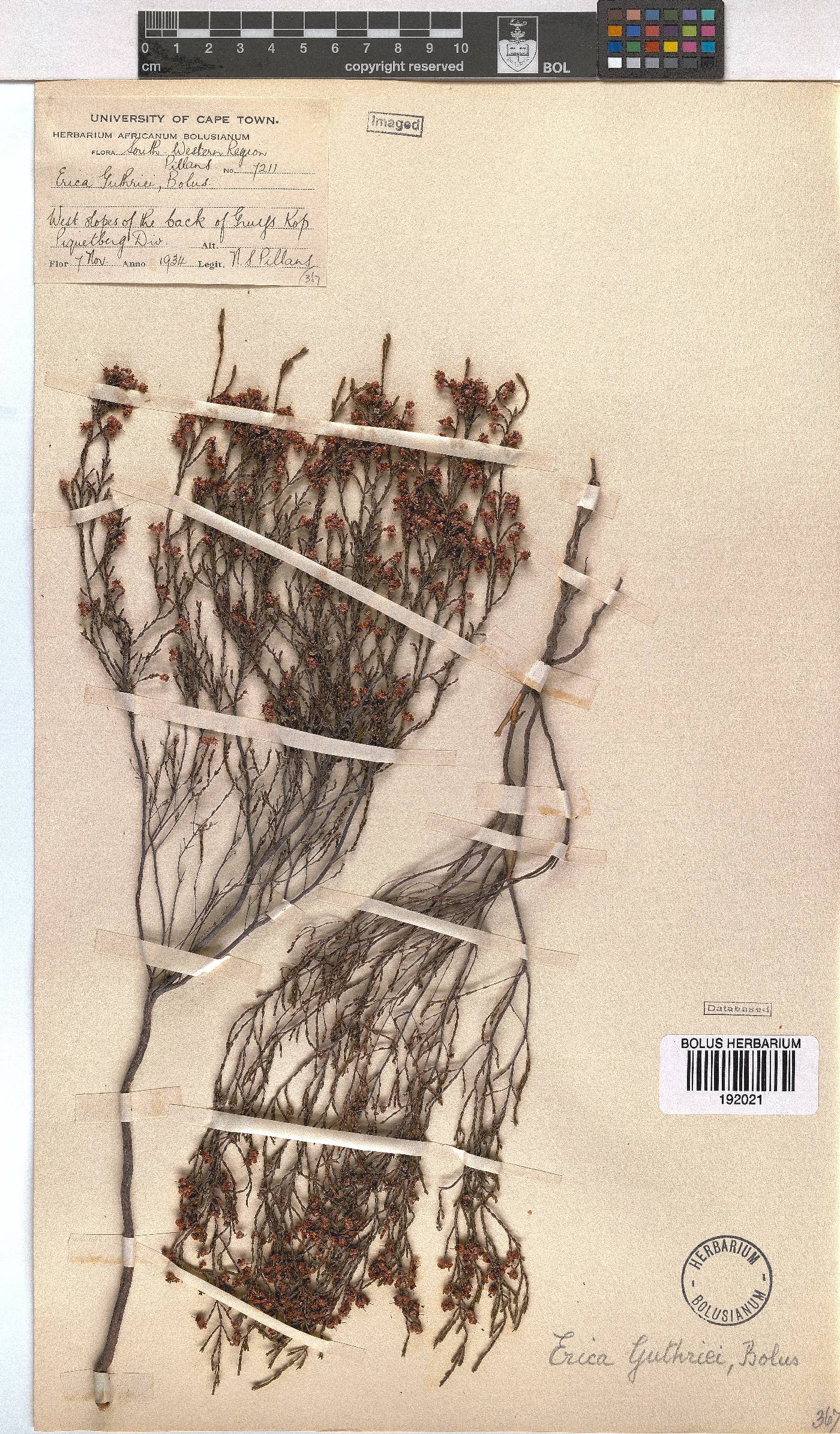 Erica guthriei image