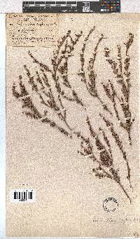 Erica placentiflora image