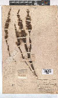 Erica placentiflora image