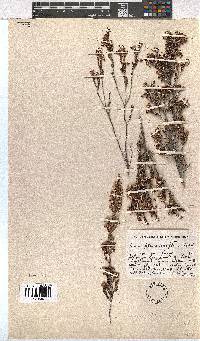 Erica placentiflora image