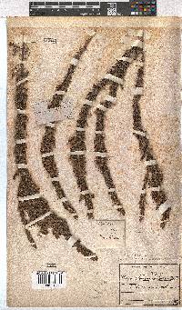 Image of Erica imbricata