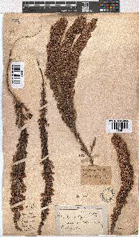 Erica imbricata image