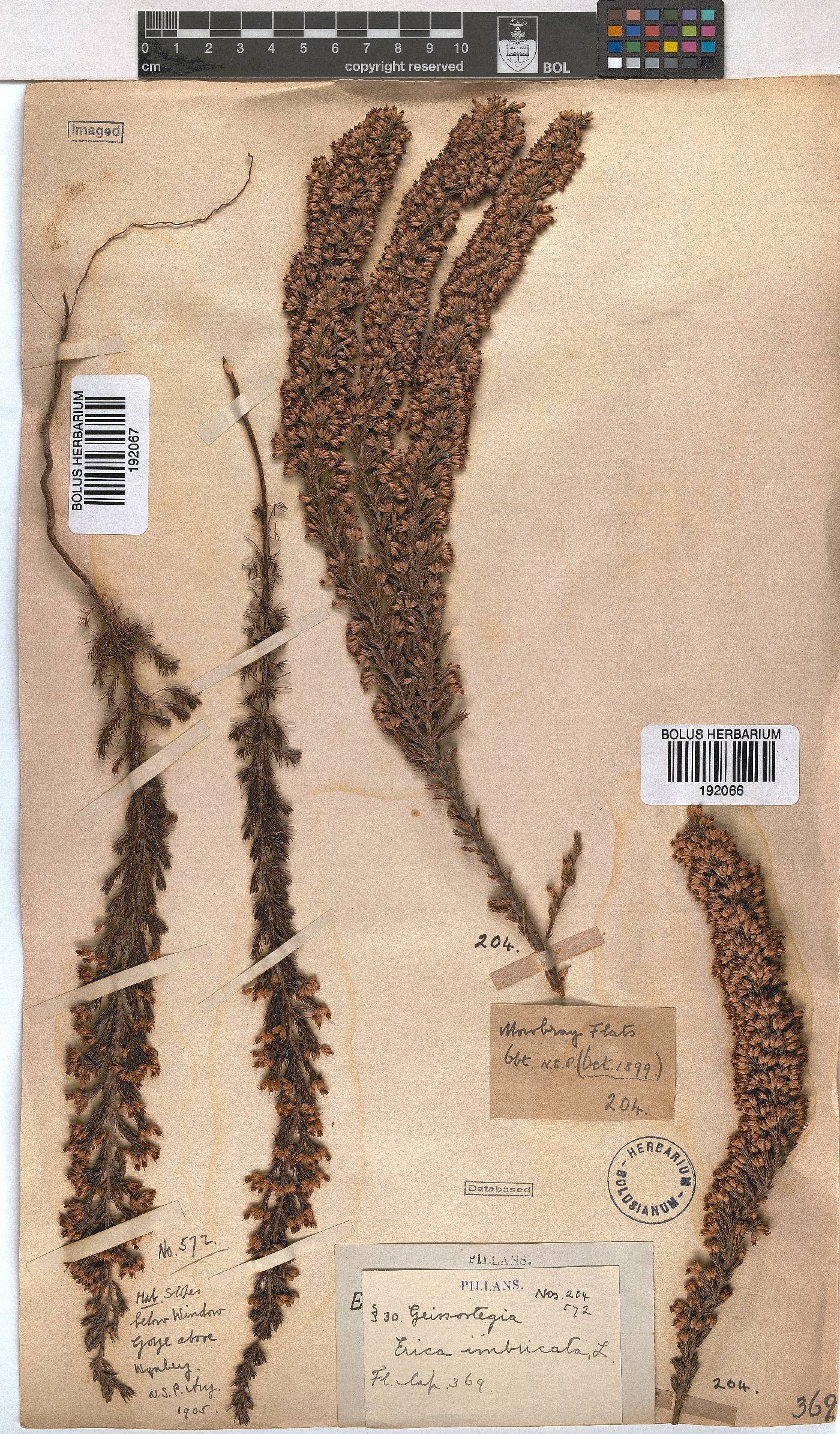 Erica imbricata image