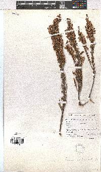 Erica imbricata image