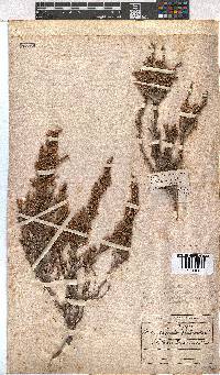 Erica imbricata image